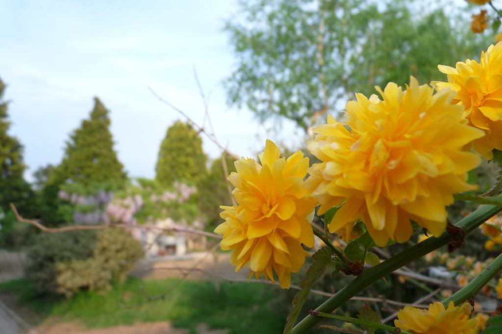 B&B Casa Sul Lago - Appartamenti กาลเชรานิกา อัล ลาโก ภายนอก รูปภาพ